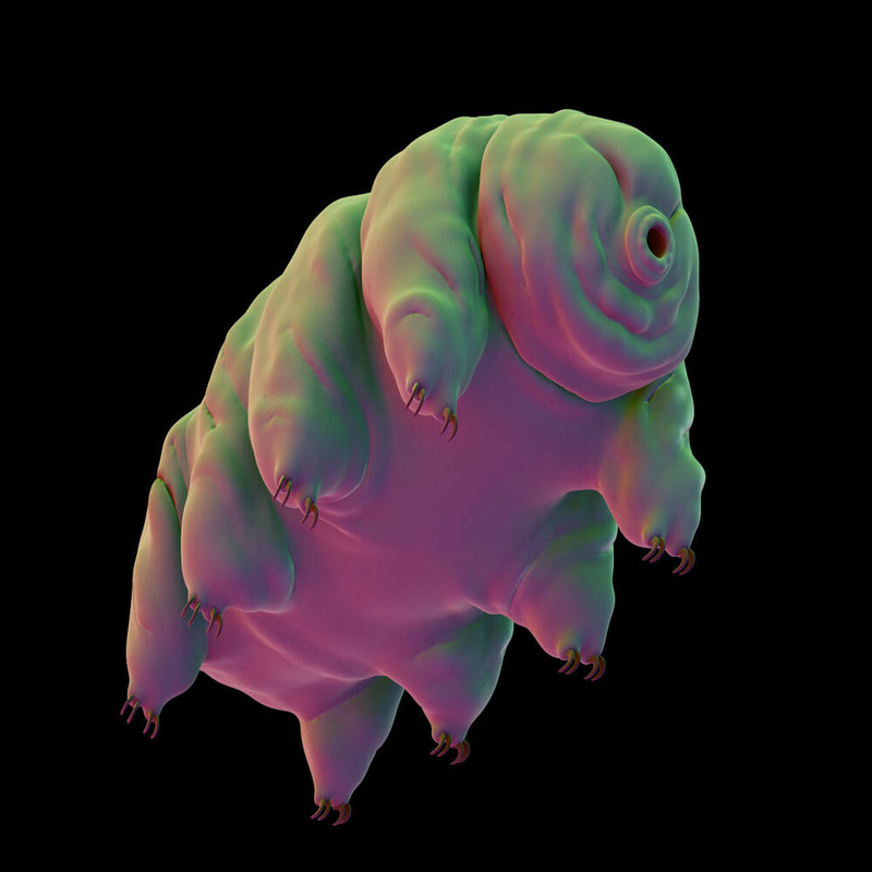 Tardigrade token image from its DEX Screener profile